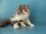 Malinka - Persian Cat For Sale - Yucca Valley, CA, US