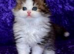 Ise - Scottish Fold Cat For Sale - Hollywood, FL, US