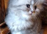 Sweet Blue Silver Tabby Registered - Persian Cat For Sale - Perry, FL, US