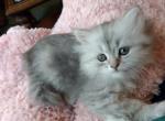 Adorable Blue Silver Tabby Persian Registered - Persian Cat For Sale - Perry, FL, US