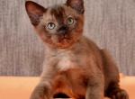 Houston - Burmese Cat For Sale - Norwalk, CT, US