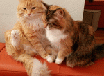 Siberian male & female retired - Siberian Cat For Sale - New York, NY, US