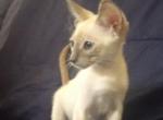 Lilac cream tortie point girl - Siamese Cat For Sale - Buffalo, NY, US