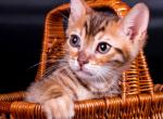 Ultron - Bengal Cat For Sale - Norwalk, CT, US