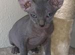 RESERVED  Azul blue male - Sphynx Cat For Sale - San Antonio, TX, US