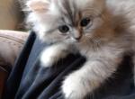 Lovable Blue Silver Tabby CFA Registered - Persian Cat For Sale - Perry, FL, US