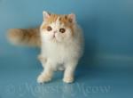 Michael - Persian Cat For Sale - Yucca Valley, CA, US