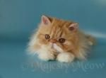 Senya - Persian Cat For Sale - Yucca Valley, CA, US