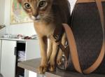 Gordan - Abyssinian Cat For Sale - Norwalk, CT, US