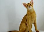 Charlie - Abyssinian Cat For Sale - Norwalk, CT, US