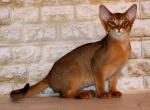 Galateya - Abyssinian Cat For Sale - Norwalk, CT, US