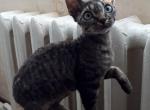 Marcel - Devon Rex Cat For Sale - Miami, FL, US