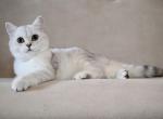 Amanda - British Shorthair Cat For Sale - Miami, FL, US