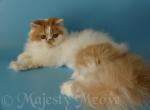 Tristan - Persian Cat For Sale - Yucca Valley, CA, US