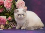 Song - Exotic Cat For Sale - Miami, FL, US