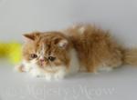 Mason - Persian Cat For Sale - Yucca Valley, CA, US