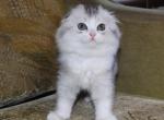 Dimond - Scottish Fold Cat For Sale - Hollywood, FL, US