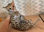 Mona - Bengal Cat For Sale - Pembroke Pines, FL, US