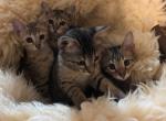 F7SBT Savannah Litter - Savannah Cat For Sale - Franklin, NC, US