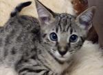 Zuri's f2B Savannahs - Savannah Cat For Sale - Franklin, NC, US