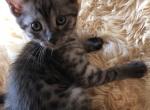 Smoke Egyptian Mau - Egyptian Mau Cat For Sale - Franklin, NC, US