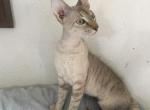 Taco - Peterbald Cat For Sale - Dallas, TX, US