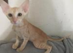 Bill  Red Male Peterbald - Peterbald Cat For Sale - Dallas, TX, US