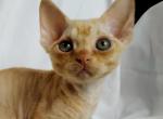 Leviafun - Devon Rex Cat For Sale - Miami, FL, US