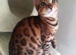 Cheril - Bengal Cat For Sale - Miami, FL, US