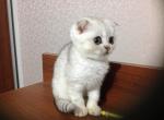 Jenona - Scottish Fold Cat For Sale - Hollywood, FL, US