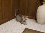 F3 Savannah Silver Brown Male - Savannah Cat For Sale - New Holland, PA, US