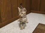 F3 Savannah Silver Brown - Savannah Cat For Sale - New Holland, PA, US