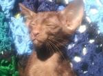 Male solid chocolate oriental kitten - Oriental Cat For Sale - Buffalo, NY, US