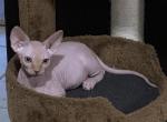 Conan Red Male Tabby - Sphynx Cat For Sale - San Antonio, TX, US