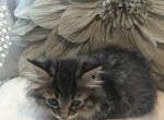 Midnights August Litter - Munchkin Cat For Sale - Salem, OR, US