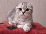 Martin - Scottish Fold Cat For Sale - Hollywood, FL, US