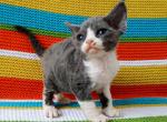 Monique - Devon Rex Cat For Sale - Miami, FL, US