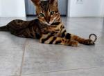 Berica - Bengal Cat For Sale - Norwalk, CT, US