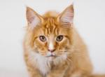 UA Mazurka Jeez - Maine Coon Cat For Sale - Brooklyn, NY, US