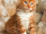 Frank - Maine Coon Cat For Sale - Hollywood, FL, US