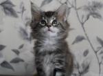 Vandy - Maine Coon Cat For Sale - Hollywood, FL, US