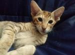 Chocolate red patched tabby oriental shorthair - Oriental Cat For Sale - Buffalo, NY, US