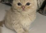 TruBalooScots Scottish Fold Kittens for Sale - Scottish Fold Cat For Sale - Jobstown, NJ, US