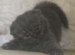 TruBalooScots Scottish Fold Straight Kittens for - Scottish Fold Cat For Sale - Jobstown, NJ, US