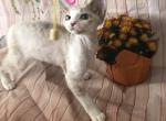 Douglas - Devon Rex Cat For Sale - Miami, FL, US