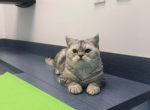 Jerry in good hands - Scottish Straight Cat For Sale - Hollywood, FL, US