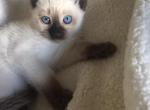 August twentyninteen - Siamese Cat For Sale - Thousand Oaks, CA, US