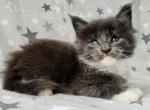 Nemo - Maine Coon Cat For Sale - Hollywood, FL, US