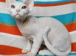 Lenny - Devon Rex Cat For Sale - Miami, FL, US