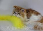 Nicole - Persian Cat For Sale - Yucca Valley, CA, US